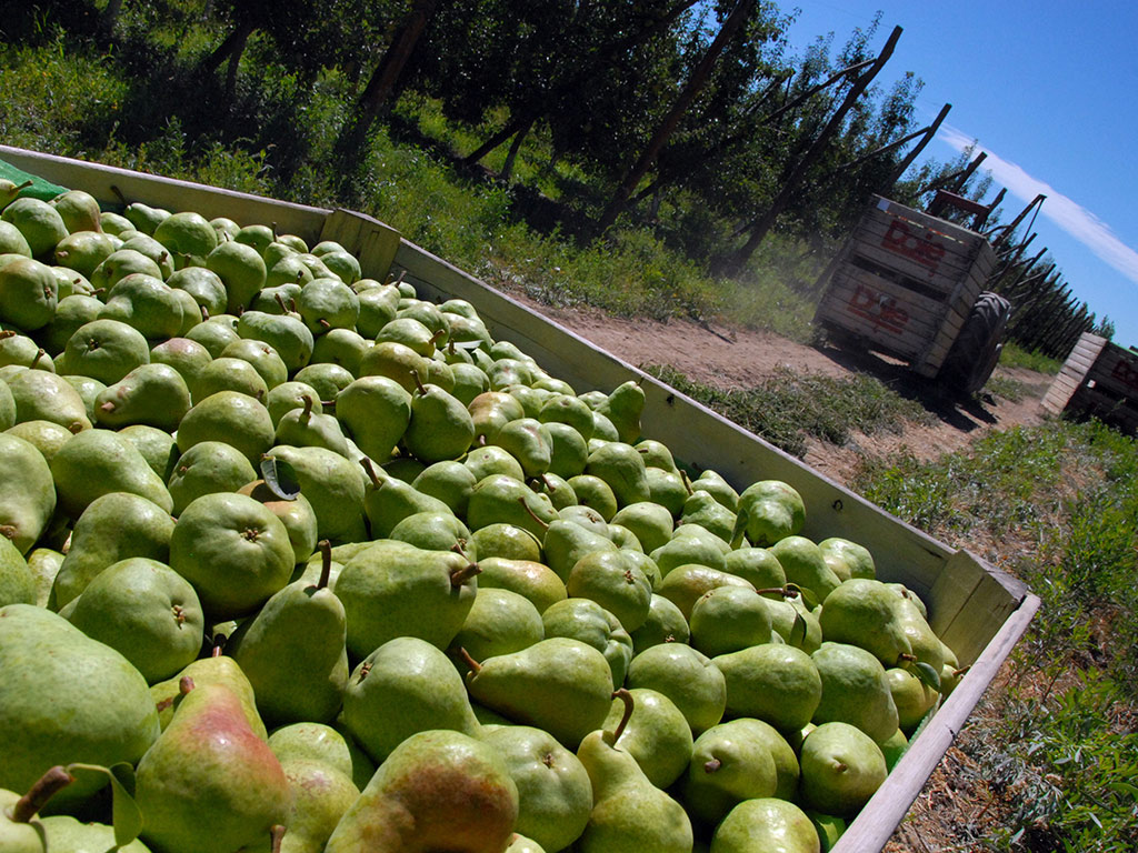 Fruta amarga