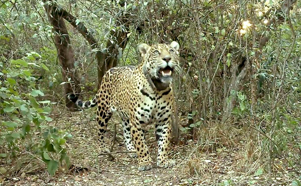 Historia de una yaguareté