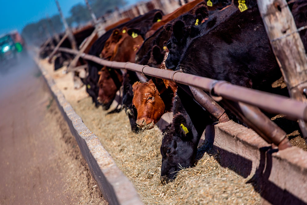 La culpa no es de la vaca